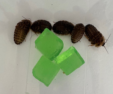 Image showcasing Dubia Roach -S