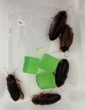 Dubia Roach - L
