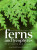 Identification Guide to the Ferns and Lycophytes of Aotearoa NZ