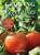 Growing Vegetables: A Simple Guide for NZ Gardeners