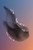 The Chancy Now: 120 Sonnets