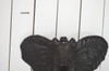 Elephant head carving with trunk