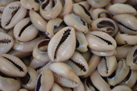 Cut Cowrie Shells for craft projects 100 pieces