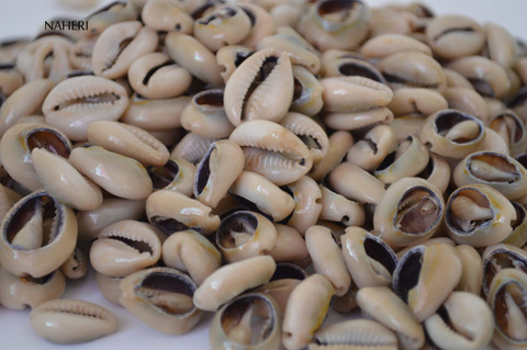 Cut Cowrie Shells for craft projects 100 pieces