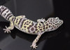 LeopardMS711