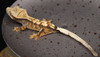 CrSw1210 SABLE