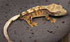 CrSw1210 SABLE