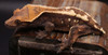 AmSw512 SABLE