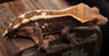 AmSw512 SABLE