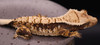 GoSw126