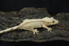 20 grams, unfired