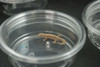 Mourning Gecko Babies