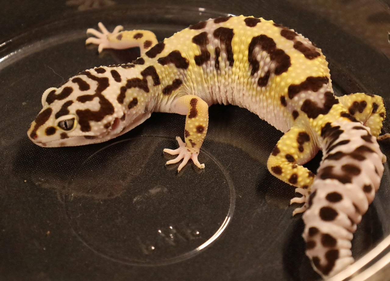 LeopardMSB94 - Gecko Haven