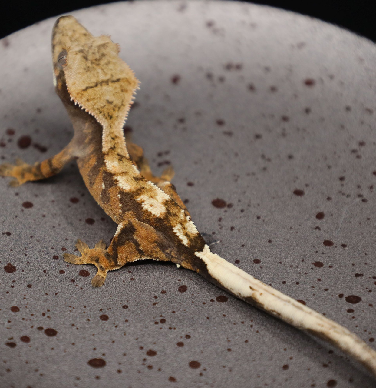 CrSw1210 SABLE - Gecko Haven