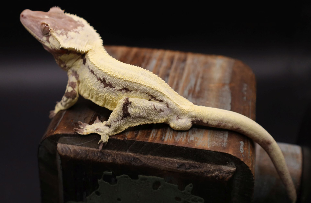 AmSW89 Sable LW - Gecko Haven