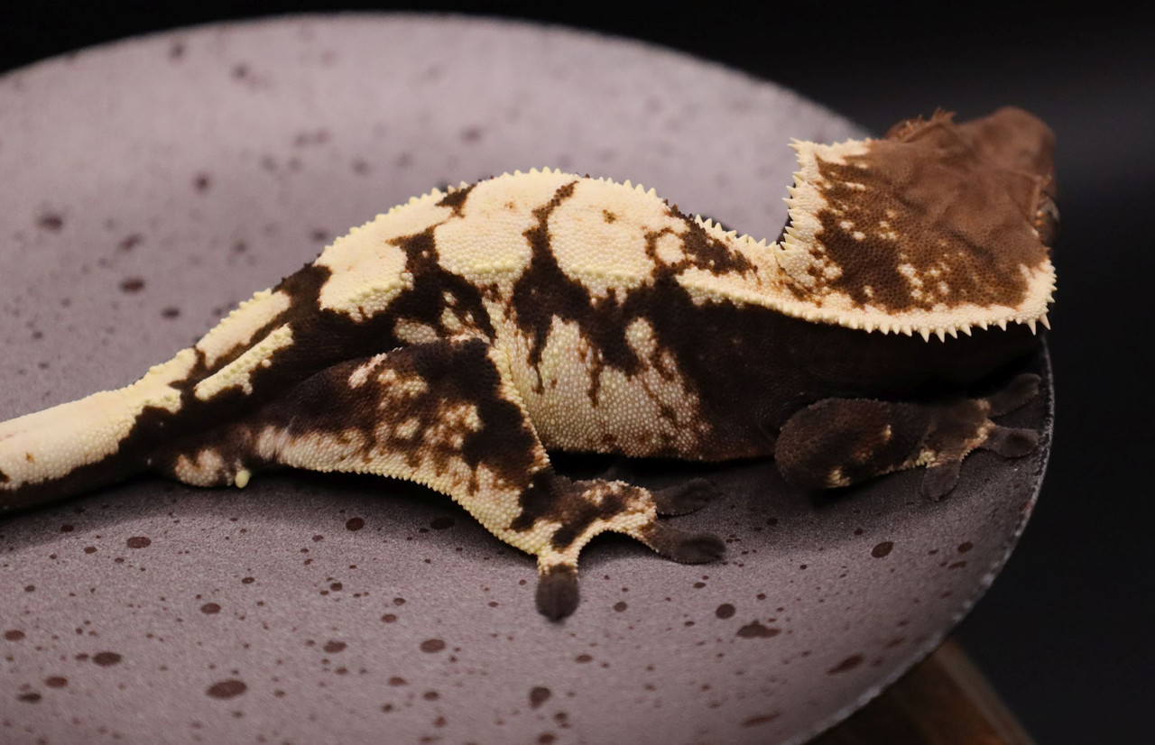 KrRi930 SABLE - Gecko Haven