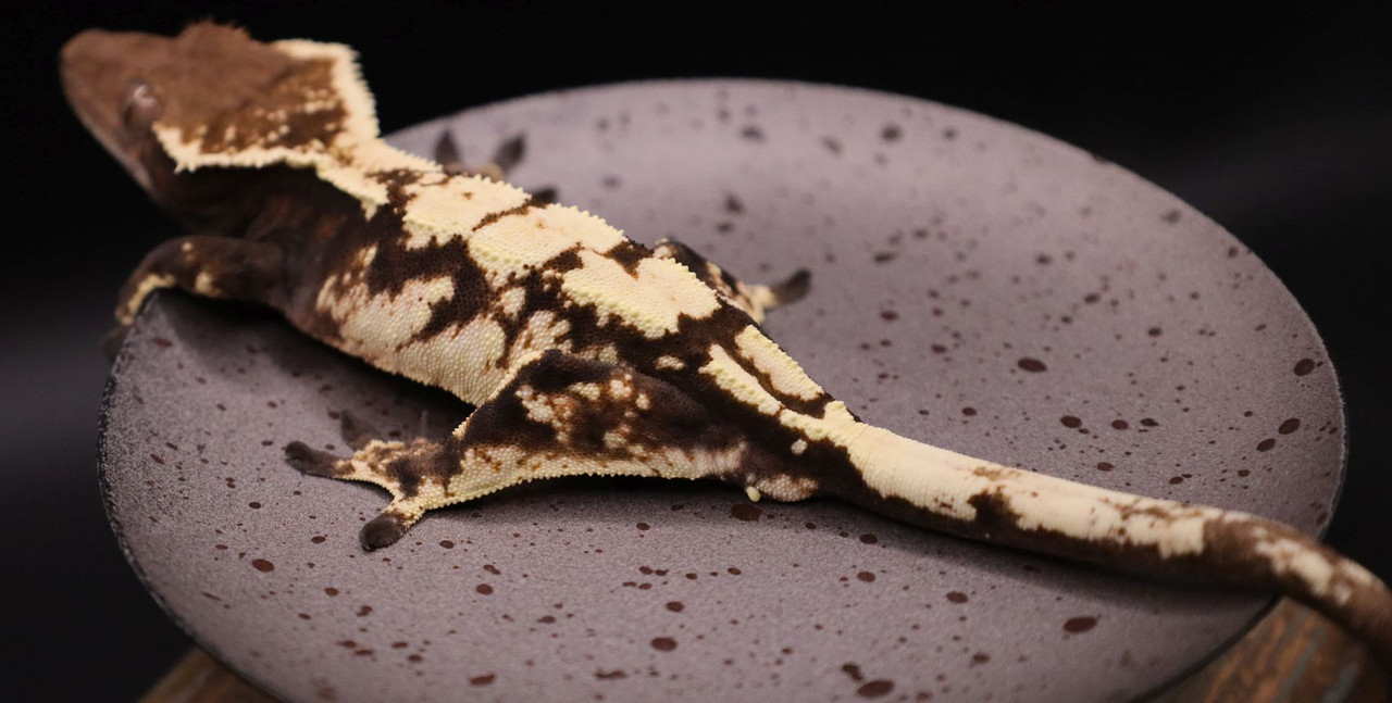 KrRi930 SABLE - Gecko Haven