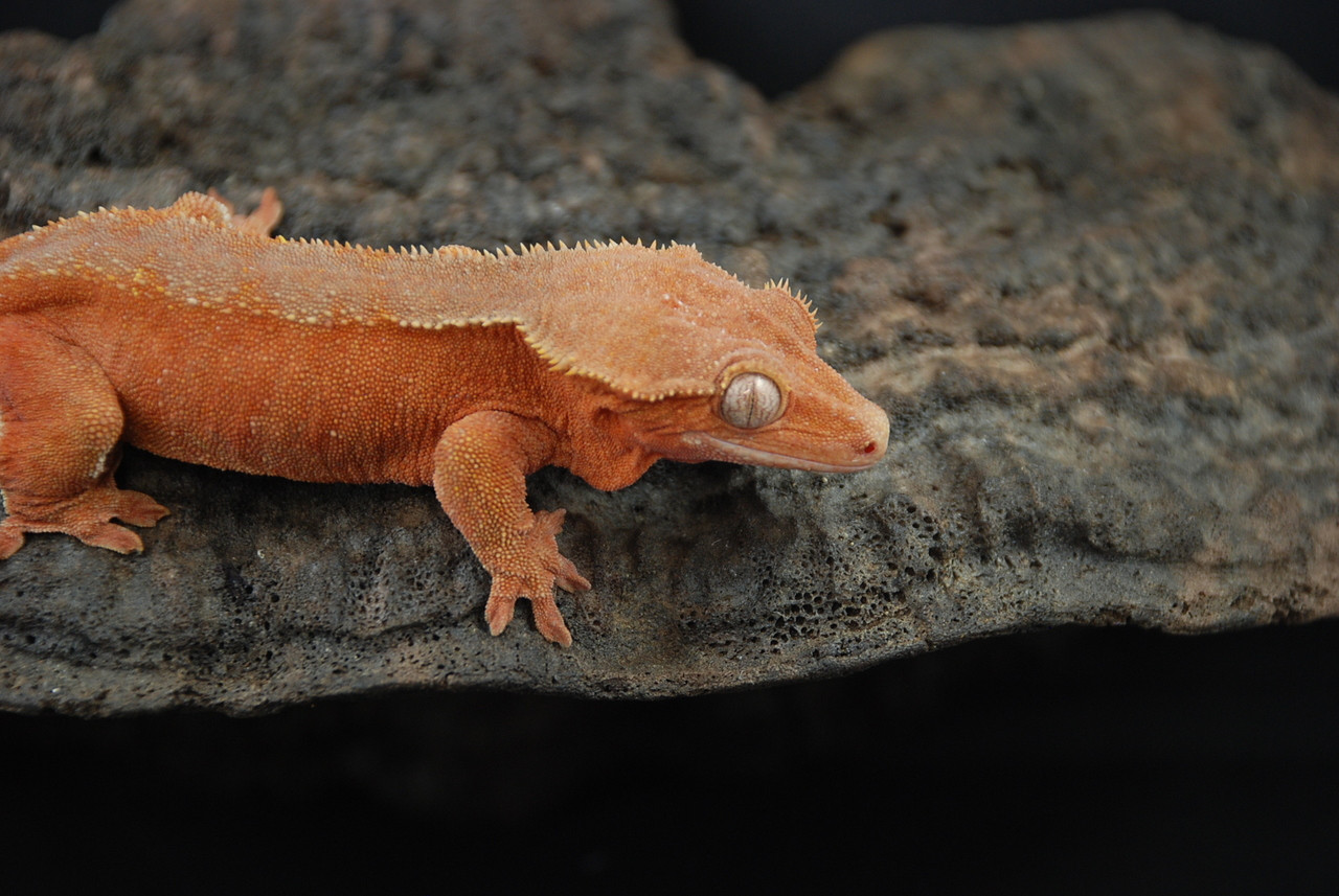 Rouge - Gecko Haven