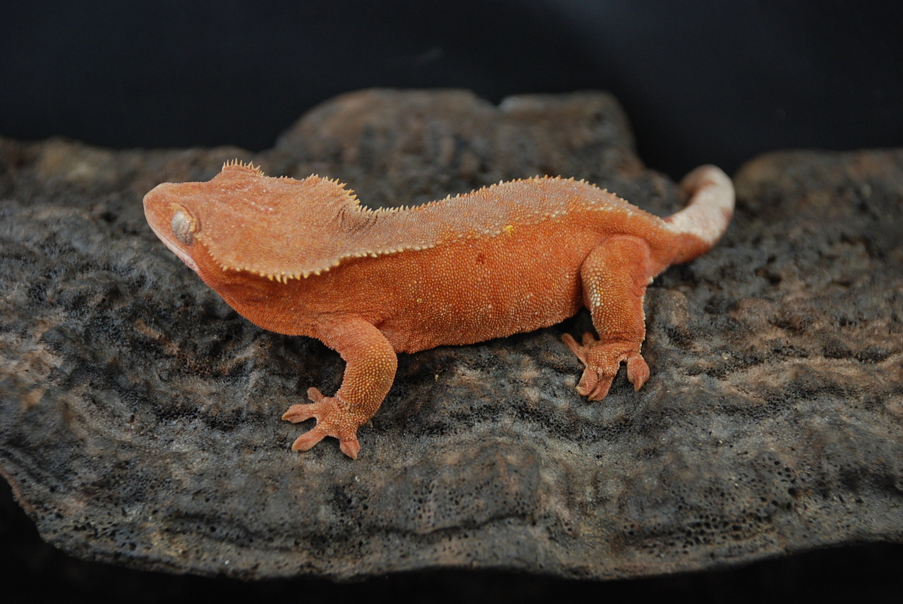 Rouge - Gecko Haven