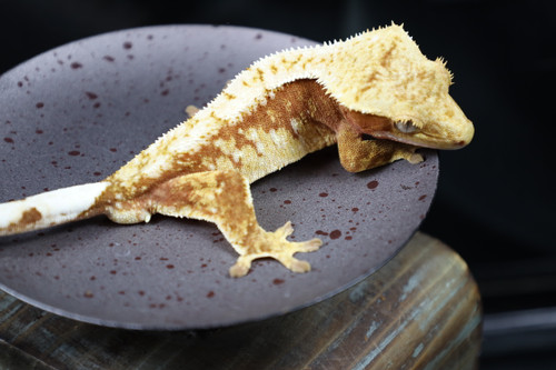 Fired or mostly fired