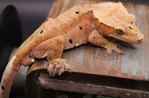 StRDM93 Mardi Gras Lines