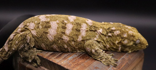 MoFl82325 MALE