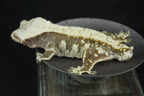 Crested Gecko Males