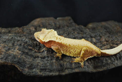 Crested Gecko Females