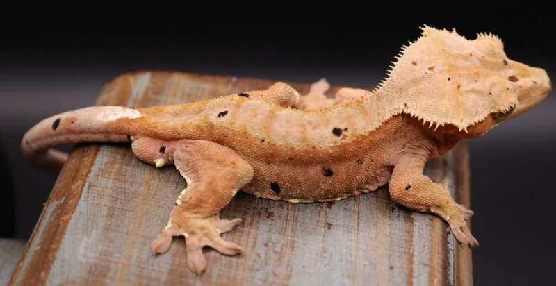 StRDM93 Mardi Gras Lines