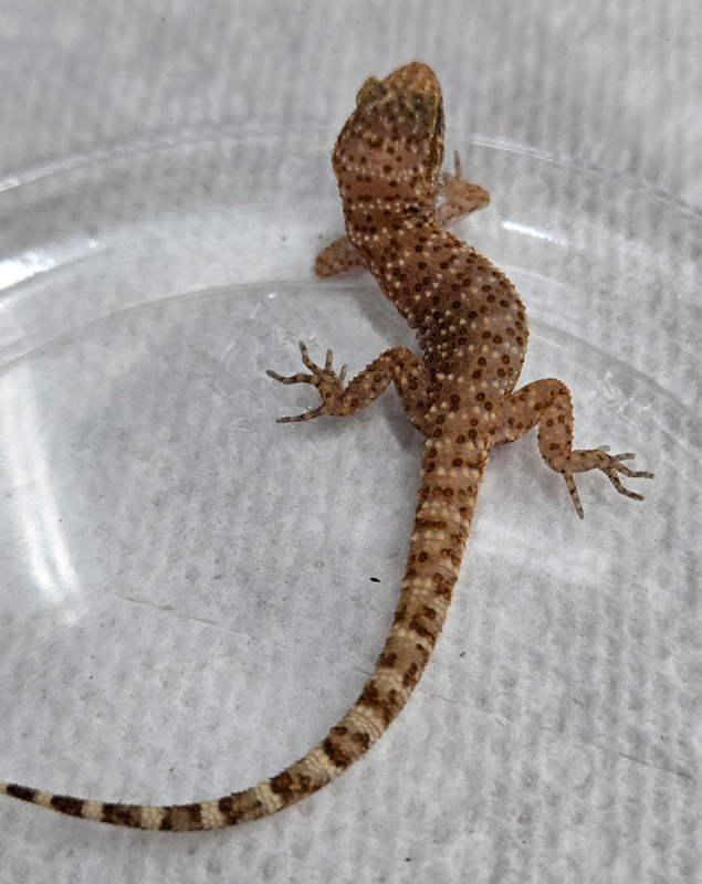 EXAMPLE PHOTO OF ONE OF THE BABIES