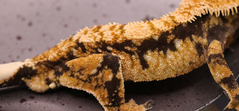 TeSw94 - Gecko Haven