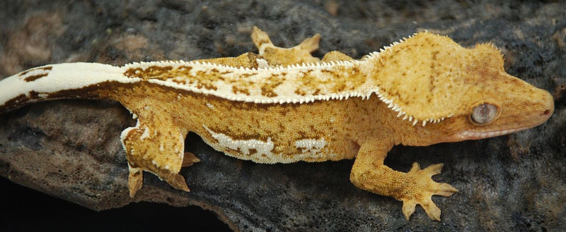 HaOaB929 FREE SHIPPING!