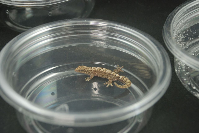 Mourning Gecko Babies