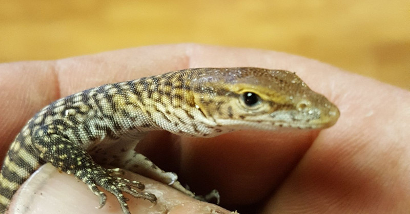 Tristis Babies Are Hatching! Tristis Babies Are Hatching!