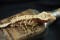 Breeding Pairs Set Up