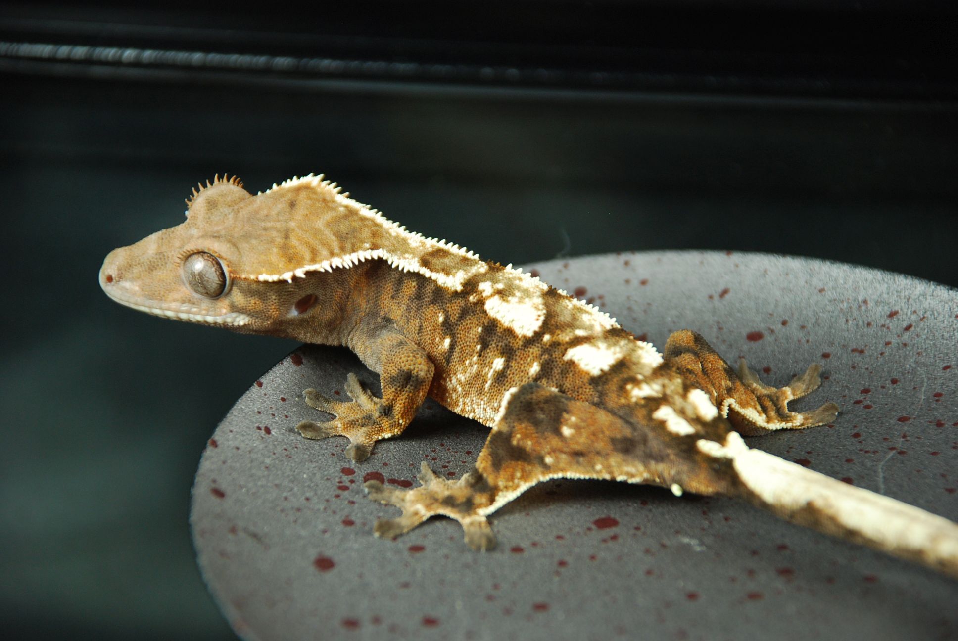 5ml/cc Plastic Syringe – Groveland Gecko