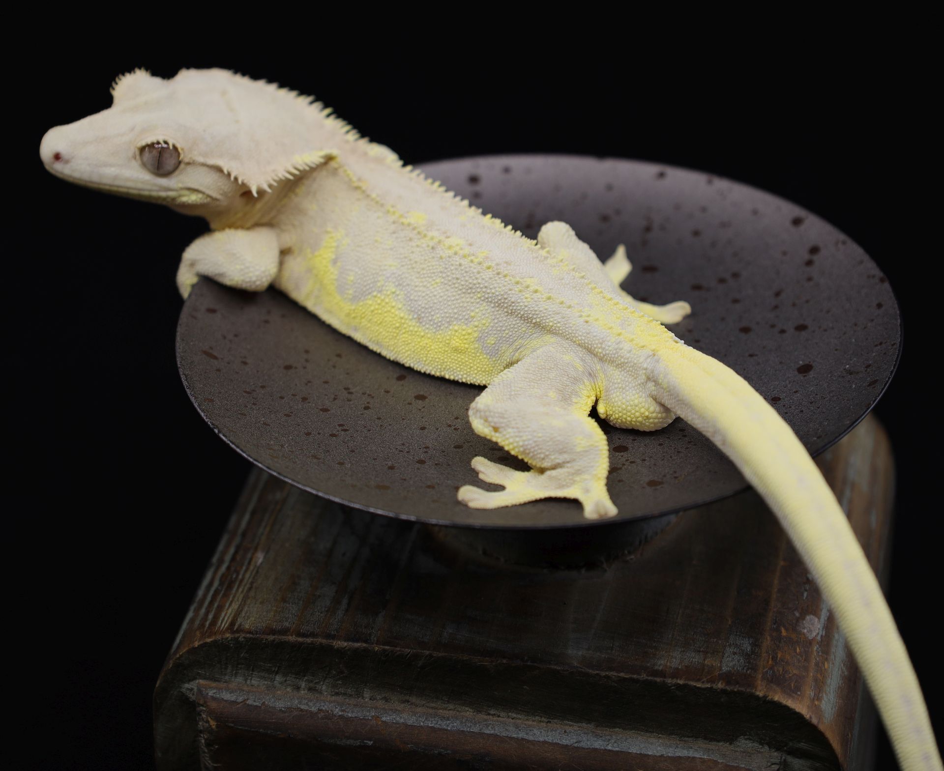 boulvedier.jpg boulvedier.jpg