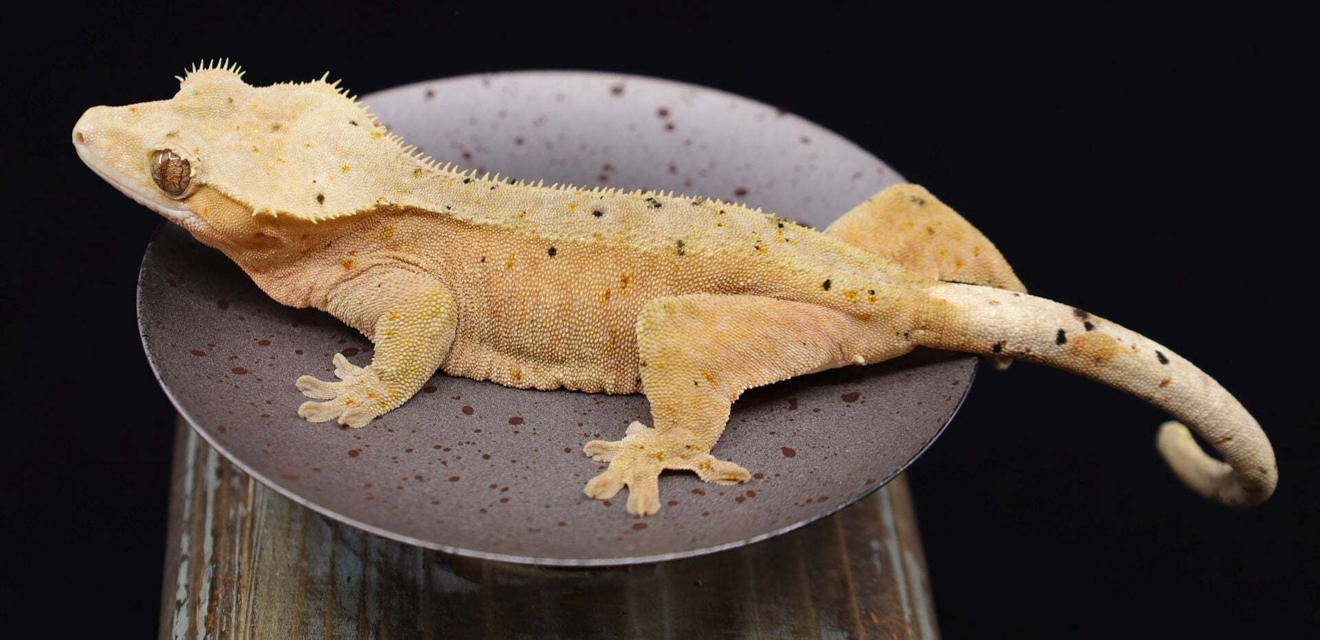 caradan-1.jpg caradan-1.jpg