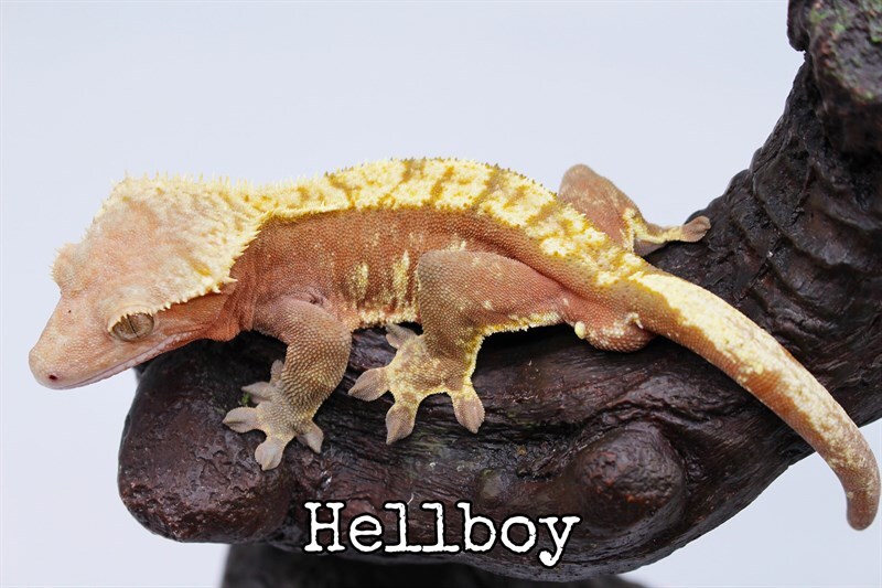 hellboytipotexas.jpg