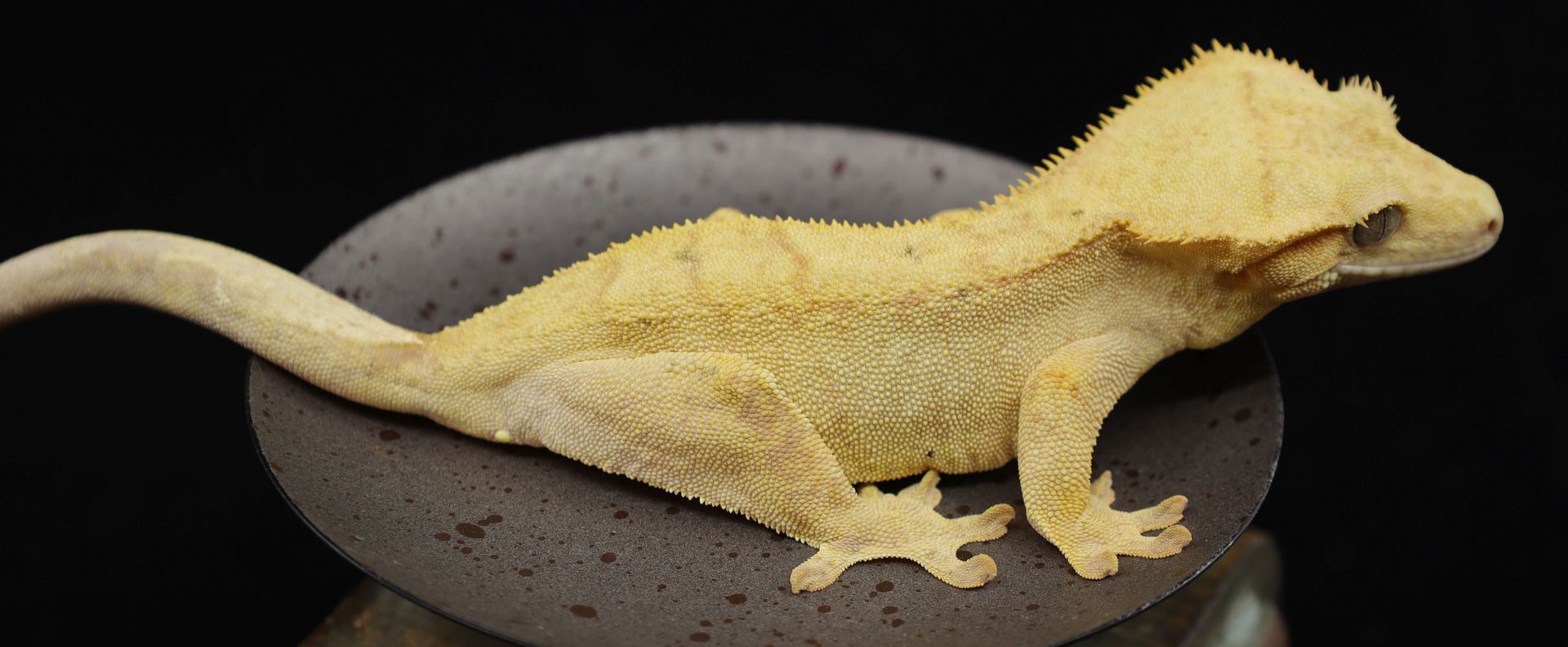 ninka52220-54g-f-1-.jpg ninka52220-54g-f-1-.jpg