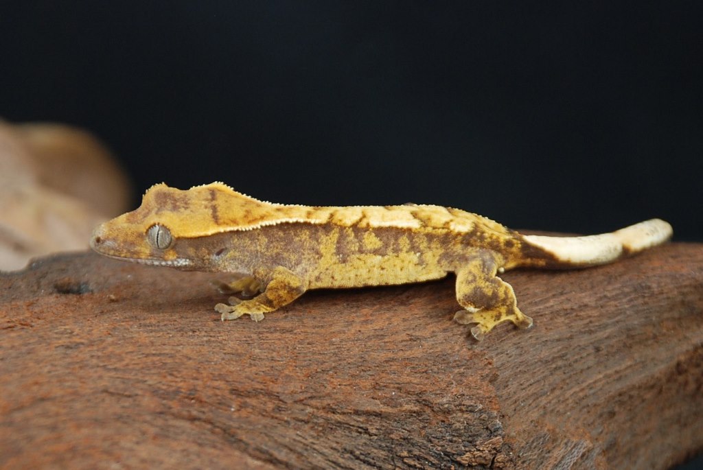 READ ALL ABOUT IT !!! - Gecko Haven