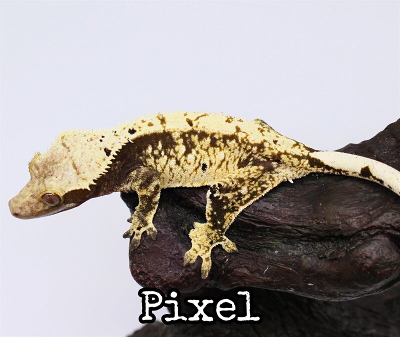 pixeltipotexas.jpg