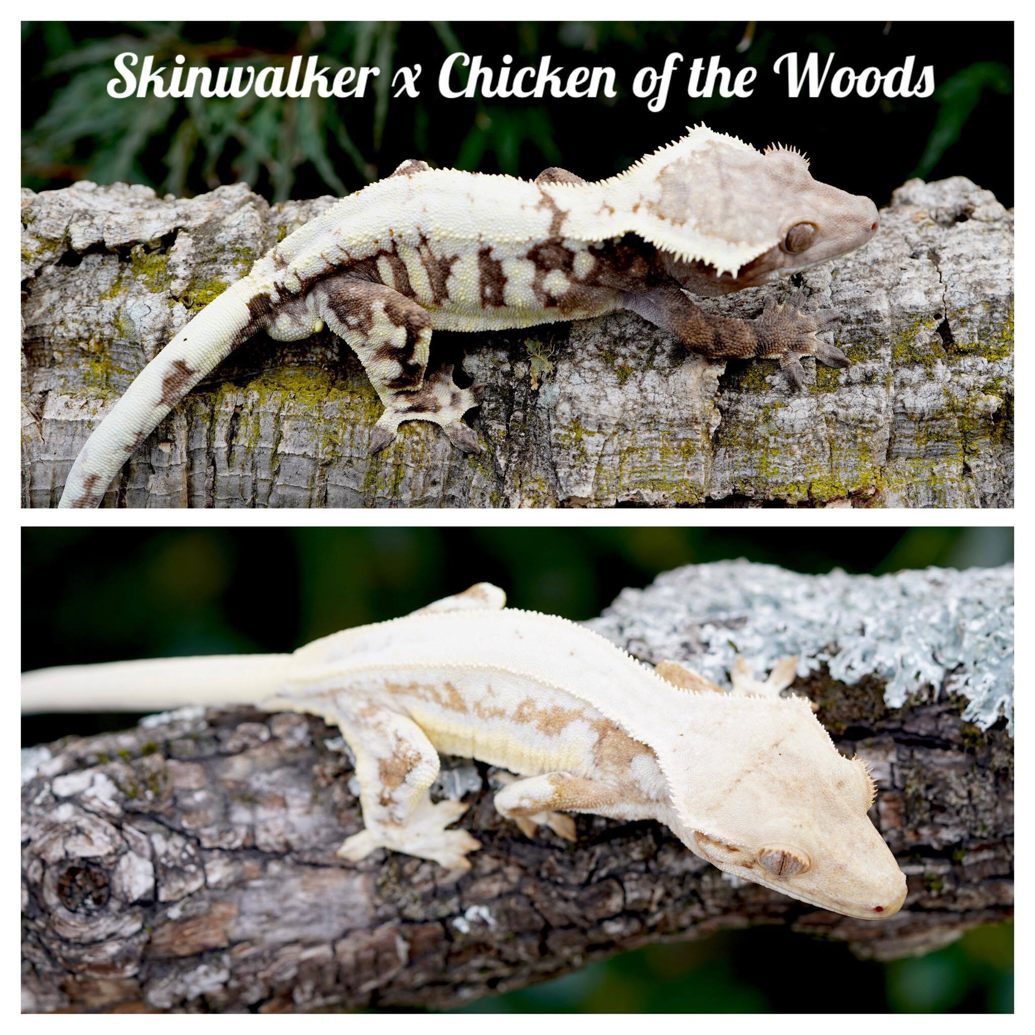 skinwalkerchickenofthewoods.jpg