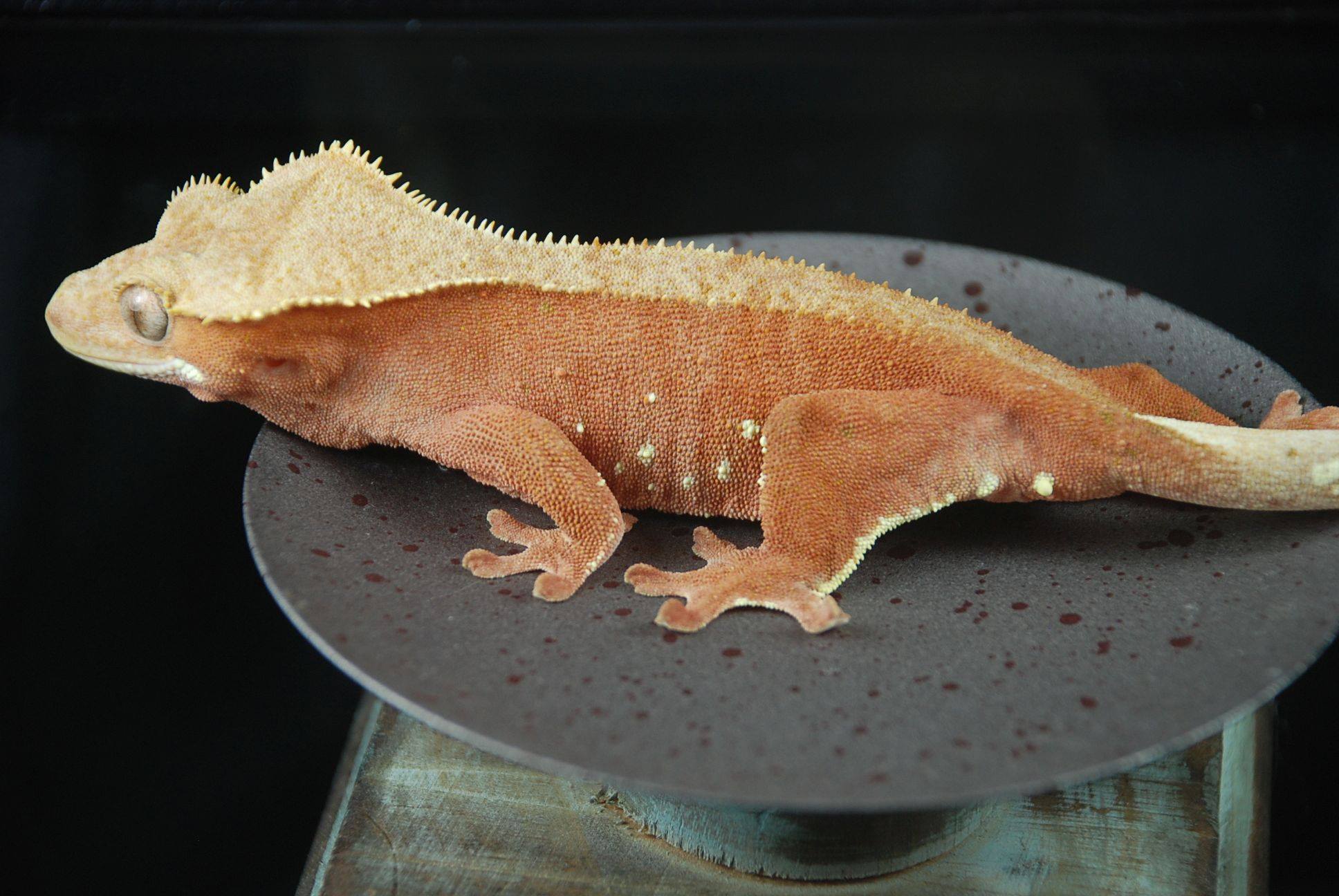 wisteriaf-1761248133957.jpg wisteriaf-1761248133957.jpg