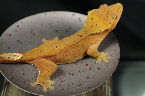 SaWi94 - Gecko Haven