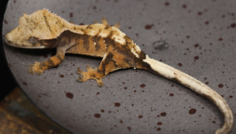 CrSw1210 SABLE - Gecko Haven