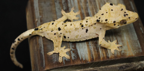 FaAiB107 - Gecko Haven