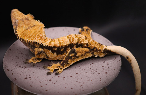 TeSw94 - Gecko Haven