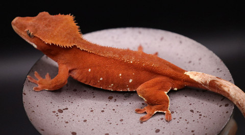 CeBe1126 - Gecko Haven