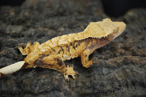 CaDo1031 - Gecko Haven